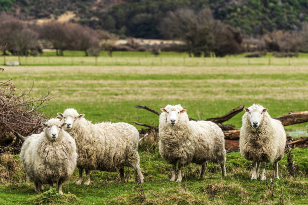 istock Fluffy dirty sheep covered in wool looking at camera in green pasture 1497733205