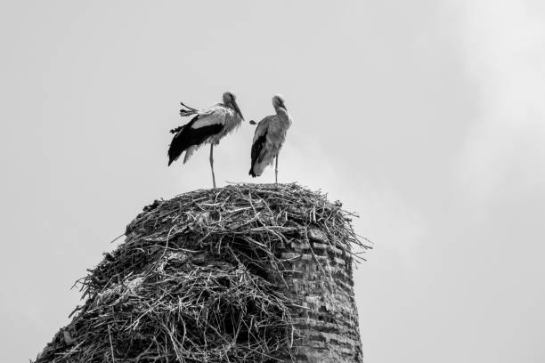 istock White Stork at Medina District in Marrakesh, Morocco 1497733207