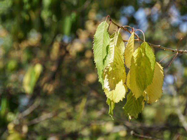 istock Close up of dried leaves on branch 1497733218