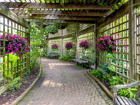 Peaceful walkway through a pergola