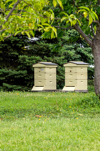Two apiaries in a yard