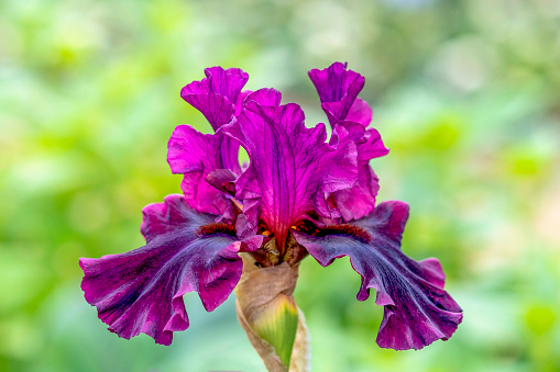 Bright purple white sword lily or Gladiolus flower over blurred green background