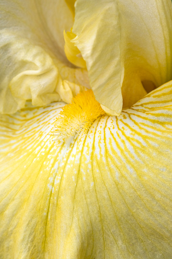 Close-up image of a beautiful bearded iris