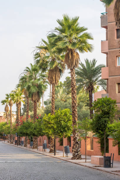 Palm tree in Majorca