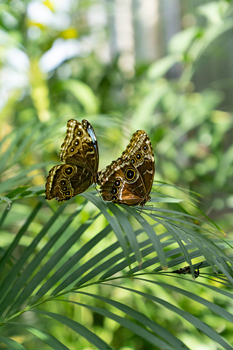 Two butterflies rest on palm fronds in tropical garden