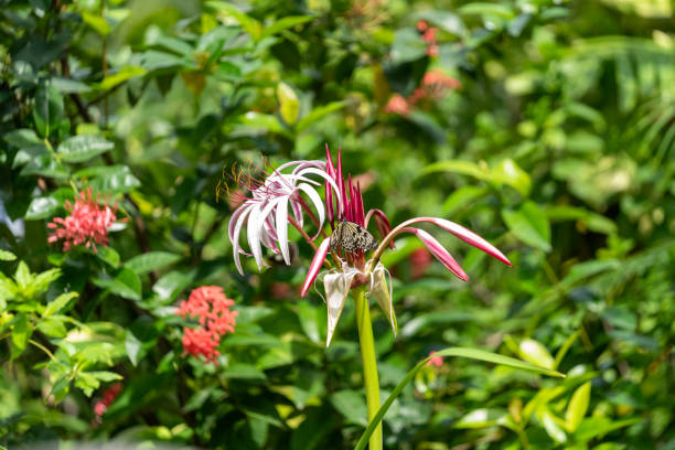 Butterfly in garden on white flower