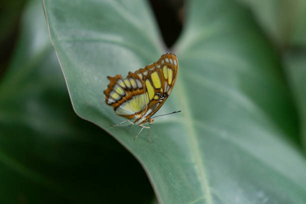 Beautiful colorful butterfly insect in the jungle rainforest