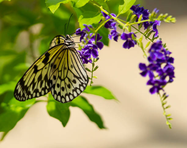 istock Butterfly on blue flowers 1497735555