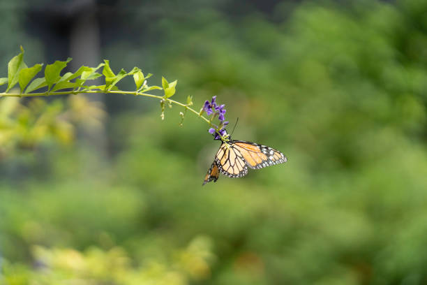 istock Monarch butterfly on tip of flower stem 1497735581