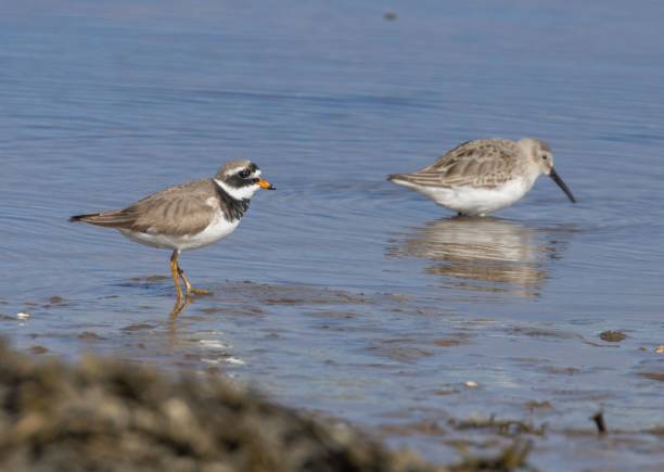 istock Majestic Ringed plover bird perched atop a large rock in a tranquil river 1497738216
