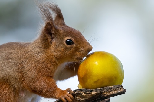A cute,  Scottish red squirrel perched atop a tree branch, gnawing on a juicy red apple