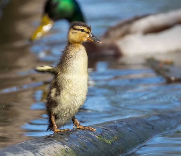 istock ducks are swimming on the water with their beak open and one duck is perched on 1497738262