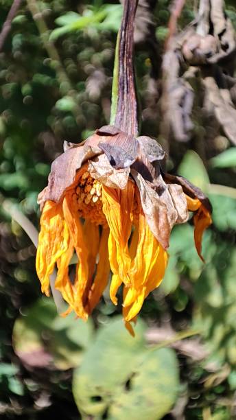 istock Withered Yellow Sunflower Nature 1497739051