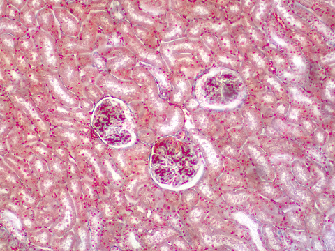 Histology of human kidney under light microscope view for education, Human tissue.
