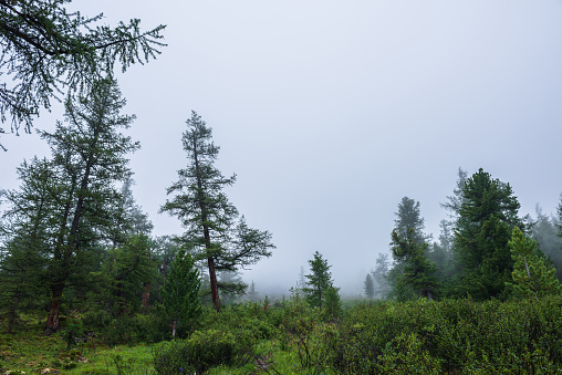 Atmospheric forest landscape with coniferous trees in low clouds in rainy weather. Bleak dense fog in dark forest under gray cloudy sky in rain. Mysterious scenery with coniferous forest in thick fog.