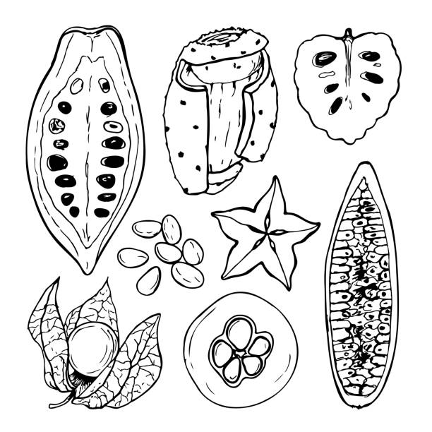 pokrojony czarno-biały zestaw wektorowy owoców tropikalnych izolowany na białym tle. - prickly pear fruit illustrations stock illustrations