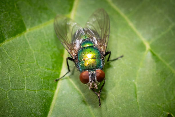 istock A Greenbottle Fly (Genus lucilia) grooms itself. 1497743915