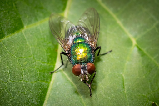 A Greenbottle Fly (Genus lucilia) grooms itself. Raleigh, North Carolina.