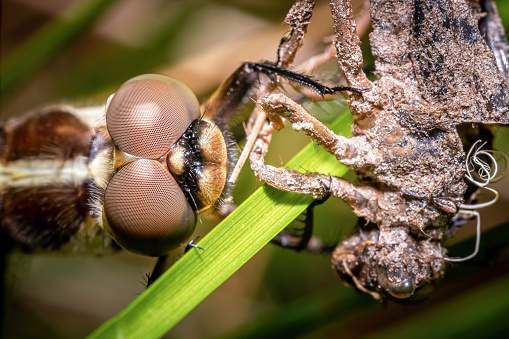 A  closeup of a female Spangled Skimmer (Libellula cyanea) that just emerged from her exuvia, molt, or exoskeleton. Raleigh, North Carolina.