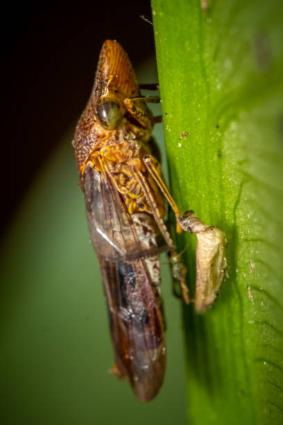 istock A Glassy-winged Sharpshooter resides beside its egg casing 1497743958
