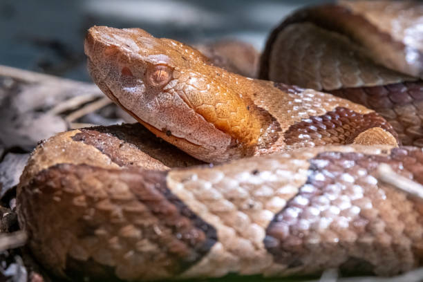 Closeup of a venomous Copperhead (Agkistrodon contortrix). Closeup of a venomous Copperhead (Agkistrodon contortrix). Raleigh, North Carolina. southern copperhead stock pictures, royalty-free photos & images