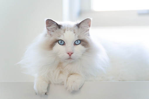 Young adult fluffy white purebred Ragdoll cat with blue eyes, staring at the camera.