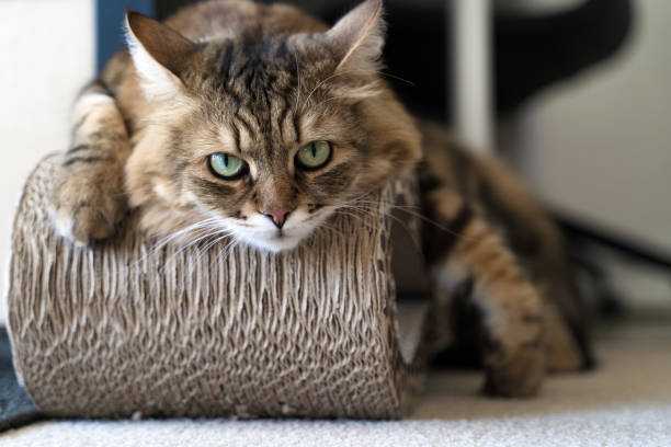 istock Portrait of young Siberian cat 1497746627