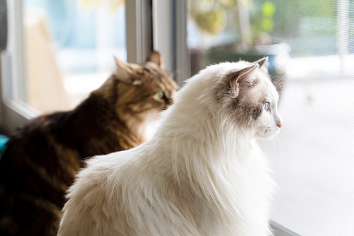 Siberian and Ragdoll cats looking at the window
