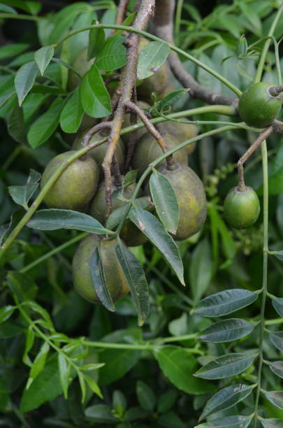 istock Ambarella fruit or Ataheitte apple is often also called Great hot plum. In Indonesia it is called kedondong fruit 1497746673
