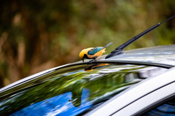 istock A bird looking at its reflection in a car 1497747350