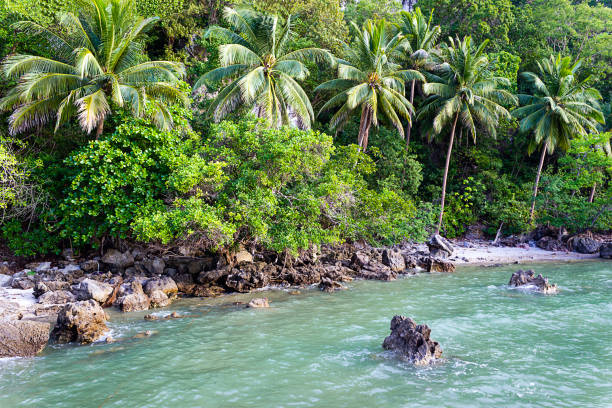 praia com coco em chumphon tailândia - chumphon - fotografias e filmes do acervo