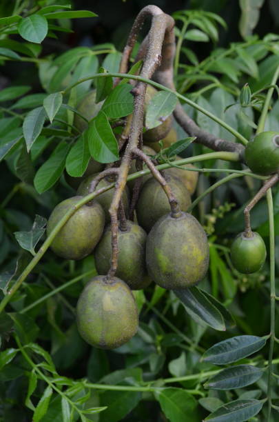 istock Ambarella fruit or Ataheitte apple is often also called Great hot plum. In Indonesia it is called kedondong fruit 1497747623