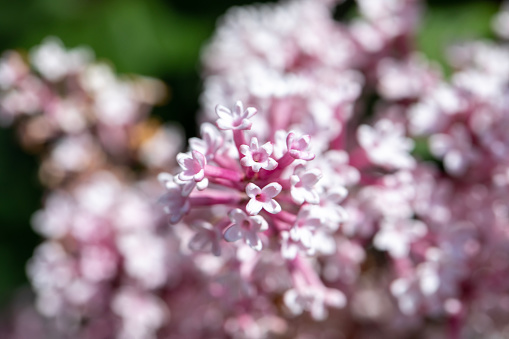 Flowering oregano in summer