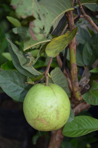istock Ripe guava fruit ready to harvest on the tree 1497753520