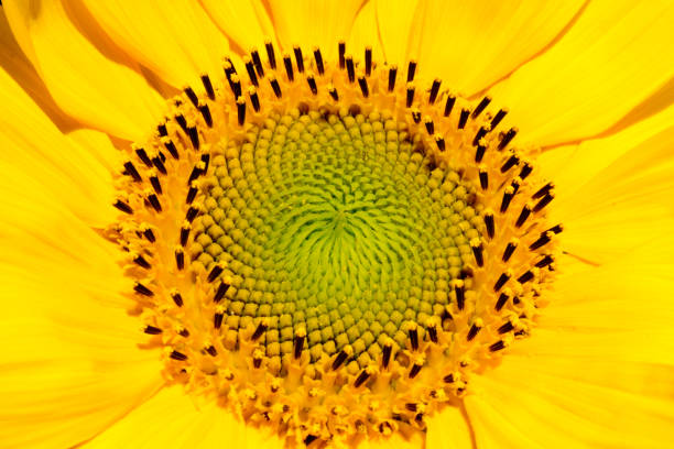 istock Sunflower head closeup. Beautiful pattern. Abstract natural background. Rustic backdrop for your design. Top view. 1497756759