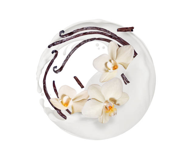 istock Dried vanilla sticks with milk splashes in a spherical shape isolated on a white background 1497757671