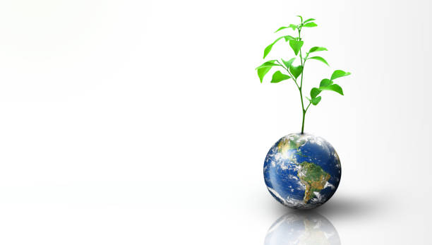 Plant growing on Earth. Isolated on white background. World Ecology, World Environment Day, World Earth Day, and Saving environment Concept. Image furnished by NASA. (\