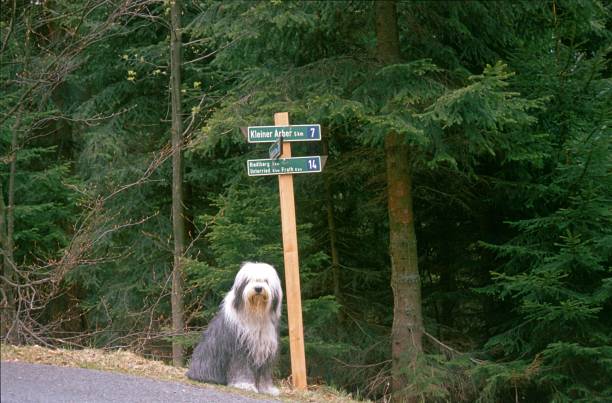 istock Bobtail sitting next to a signpost in the woods 1497757817