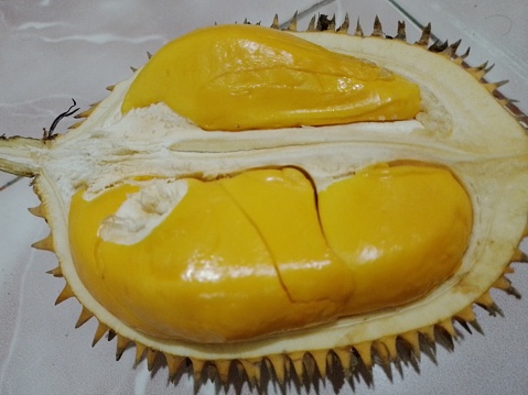 Fresh durian fruit season.