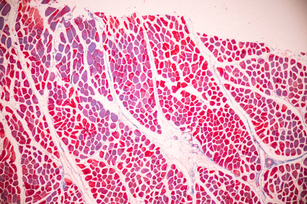 istock Adipose tissue human, Soft palate human, Bone human and Striated (skeletal) muscle human. 1497761606
