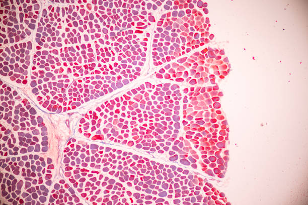 Adipose tissue human, Soft palate human, Bone human and Striated (skeletal) muscle human.