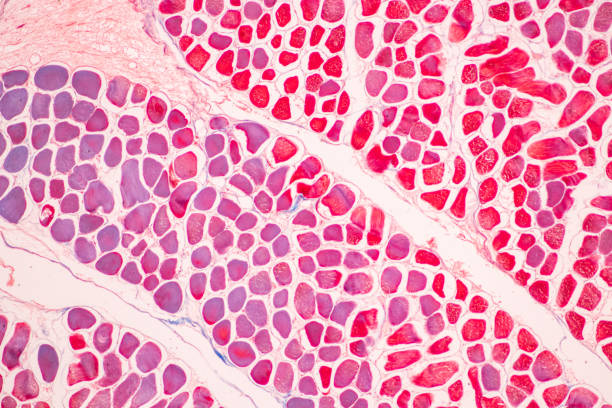 istock Adipose tissue human, Soft palate human, Bone human and Striated (skeletal) muscle human. 1497761612