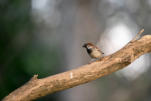 A male house sparrow, passer domesticus, sits on a tree branch in spring with a gray bokeh background.