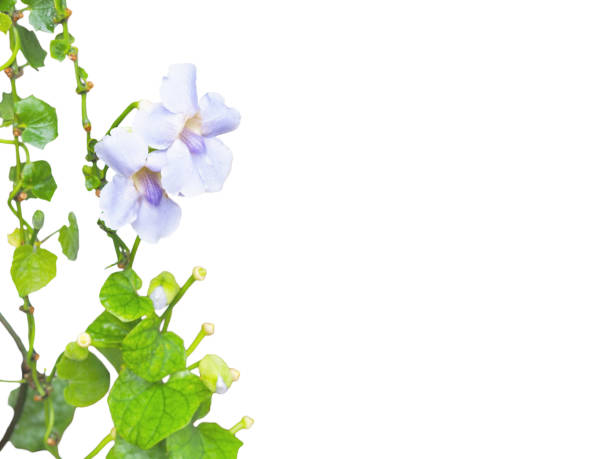 istock violet creeper flowers with leaf isolated on white background. 1497763969