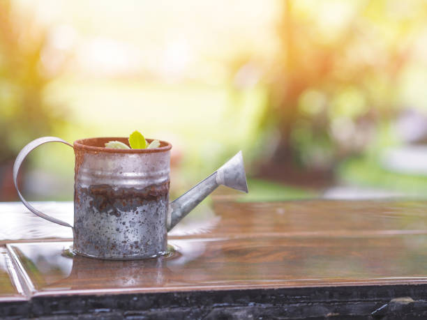 Close up rusty watering can with small green plant inside on wet wooden table over raining day with sunlight background.