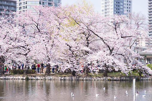 tokyo , japan - march 30,2015 :tourist and japanese in sakura garden at ueno park.tokyo,Japan