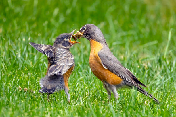 푸른 풀밭에서 새끼 새에게 먹이를 주는 미국 울새. - dependency animal nest robin bird 뉴스 사진 이미지