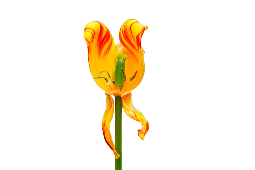 A close-up shot of a withered golden tulip isolated on white background.