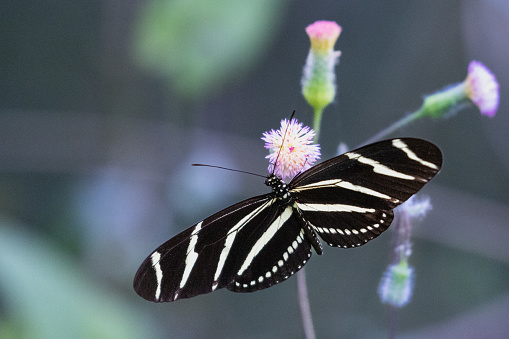 Zebra Winged Butterfly with Wings Spread on Pink Wildflowers