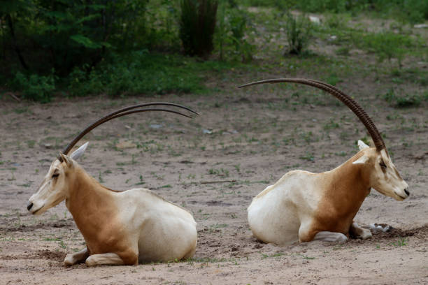 Scimitar Horned Oryx Resting on Ground with Horns Facing